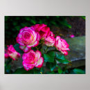 Suche nach rote und weiße rose poster Geburtstag