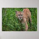 Suche nach concolor poster In gefangenschaft