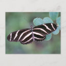 Suche nach zebra foto postkarten Fotografie