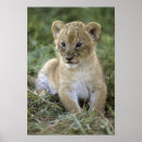 Suche nach afrikanischer lowe poster Großkatze