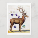 Suche nach arcimboldo postkarten Blume