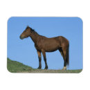 Suche nach mustang magnete Wild