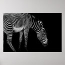Suche nach weißes pferd poster Fotografie