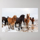 Suche nach icelandic poster Equus caballus
