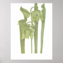 Suche nach fleischfresser kunst Pflanze