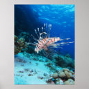 Suche nach salzwasserfischen poster Meeresleben