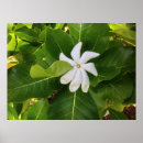 Suche nach jasmin poster Weiß