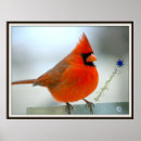 Suche nach cardinal poster Photography