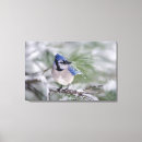 Suche nach blaues jay leinwandbilder Singvogel