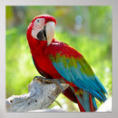 Suche nach bunter vogel poster Blau