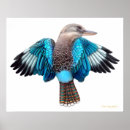 Suche nach kookaburra poster Vögel