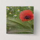 Suche nach rote mohnblume buttons Natur