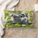 Suche nach lemur kissen Foto