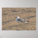 Suche nach seagull poster Vogel