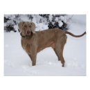 Suche nach weimaraner hund poster Süß