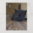 Suche nach babytiere postkarten Süß
