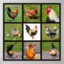Suche nach poultry poster Bird
