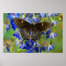 Suche nach monarchfalter poster Danaus