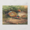 Suche nach fasan postkarten Wildtiere