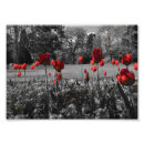 Suche nach rote und weiße rose poster Fotografie