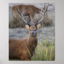 Suche nach tierjagd poster Majestätisch