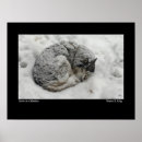 Suche nach huskies poster Hund
