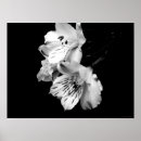 Suche nach peruanische lilie poster Alstroemeria