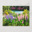 Suche nach lupine postkarten Blume
