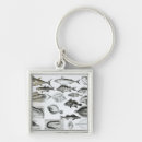 Suche nach ichthyologie Schoolfish