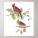 Suche nach kardinäle poster Vögel