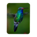 Suche nach kolibri magnete Vogelbeobachtung