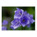 Suche nach glockenblume karten Campanula