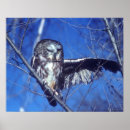 Suche nach winking poster Eule