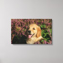 Suche nach keuchen poster Retriever golden