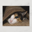 Suche nach taco postkarten Katze