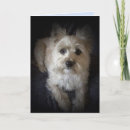 Suche nach cairns karten Hund