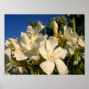 Suche nach bouquest Blumen