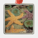 Suche nach anemonen ornamente Ozean