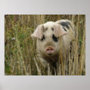 Suche nach rosa schwein poster Schweine