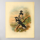 Suche nach bird poster Vogel