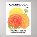 Suche nach calendula poster Kalendula