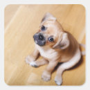 Suche nach mops party aufkleber Baby