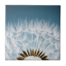 Suche nach samen fliesen Blume