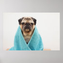 Suche nach niedliches gesicht poster Tier
