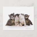 Suche nach katzenartig postkarten Tier