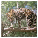 Suche nach klettern fliesen Tier