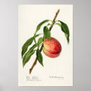 Suche nach prunus poster Pfirsich