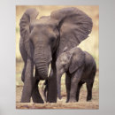 Suche nach elefanten familie poster Natur