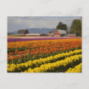 Suche nach tulpenfeld postkarten Niemand