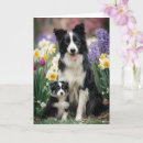 Suche nach border collies karten Für sie